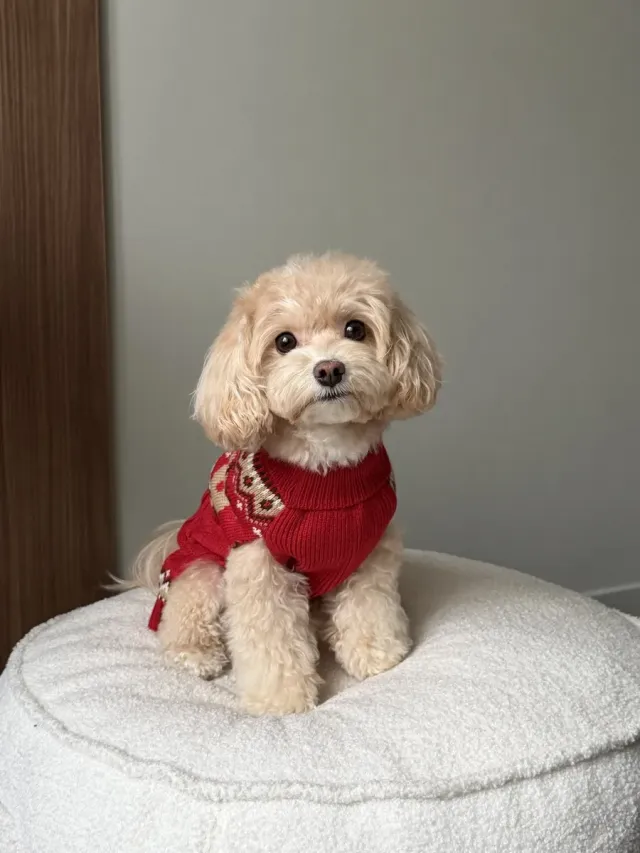 Свитер для собак новогодний — фото 6